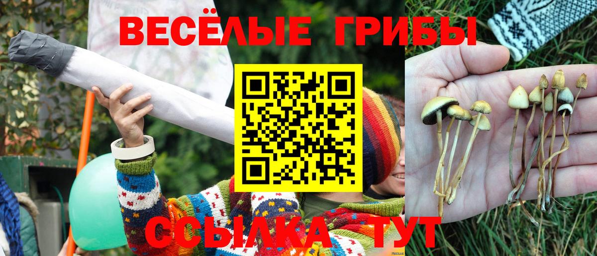 Торжок  Псилоцибиновые грибы GOLDEN TEACHER  Вход с VPN 